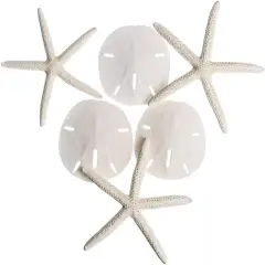 White Finger Starfish and Sand Dollar Collection (3) 4"-6" White Finger Starfish and (3) 3" - 3 1/2" White Sand Dollars Wedding Seashell Craft 1 Pack