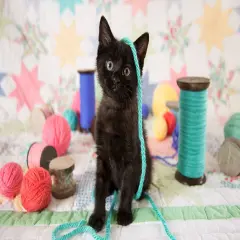 Sunsout Yes, I'm Cute 300 pc Jigsaw Puzzle 72111