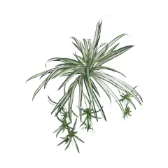 12-Pack: Spider Fern Plant with 60 Silk Fronds, 32" Wide by Floral Home&reg;