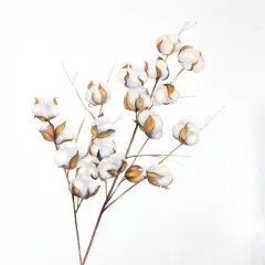 A Branch Of Cotton Flowers Poster Print by Atelier B Art Studio - Item # VARPDXBEGFLO246