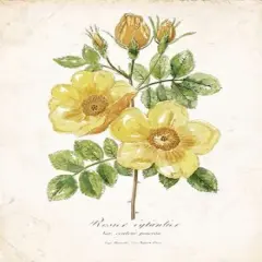 Botanical IV Poster Print by Nan - Item # VARPDX17438