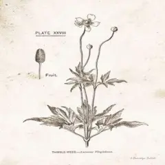 Flower Plate IV Poster Print by Gwendolyn Babbitt - Item # VARPDXBAB452