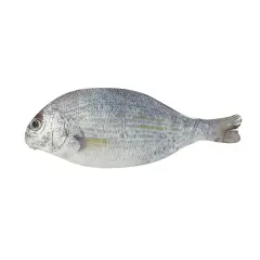 Wrapables Novelty Fish Style Pencil Case White