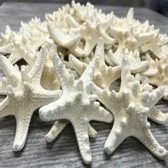 Knobby Starfish 48 Knobby Starfish White 1 1/4" to 2 1/4" Stars