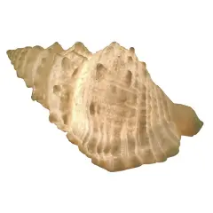 Giant Off-White Decorative Horned Conch Shell Accent Lamp 17 in.