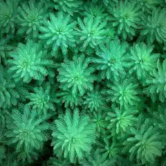 Sea Green Poster Print by Jan Bell - Item # VARPDXB3276D