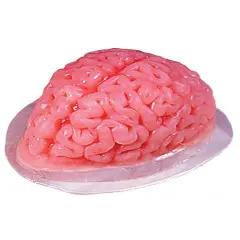 Human Brain Shaped Gelatin Mold Decoration