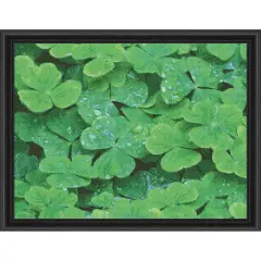 Sunrays Creations Needlearts Dew Covered Clover Counted Cross-Stitch Chart Multicolor