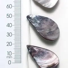 6 Packs of Tinted Shell Fan 2x8" Strand