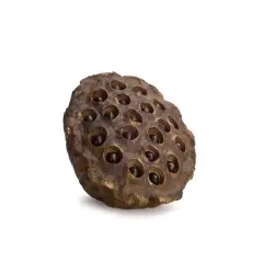Melrose 11.5&rdquo; Brown Decorative Lotus Flower Inspired Seed Pods Wall or Table Decoration