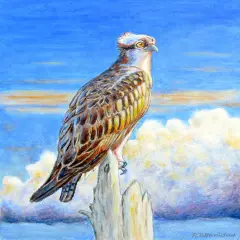 Betsy Drake Osprey Storm Beach Towel Multicolor