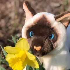 The Adorable and Lovable Rajah&trade; Floppy Siamese Cat: A Feline Friend for Life