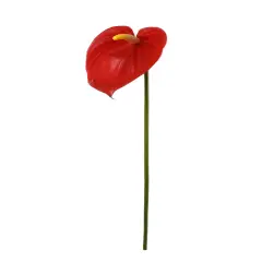 20" Vibrant Red Anthurium Stem - 24-Pack, Real Touch Blooms, Tropical Floral D&eacute;cor, Perfect for Arrangements, Events & Home - Ideal for All Seasons, Floral Home by Artificial Flowers