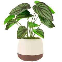 Northlight Artificial Peperomia Plant in Two-Tone Ceramic Pot - 10.25" Green