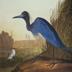 Blue Crane Or Heron Poster Print by John James Audubon - Item # VARPDX118271