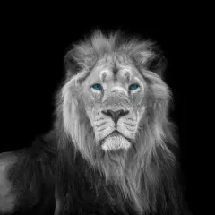 Blue eyes lion face Poster Print by Assaf Frank # AF202009211189C11G