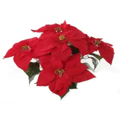 20" Red Velvet Poinsettia Bush with 5 Flowers - Set of 6, Luxurious Holiday Accents, Ideal for Christmas Decor & Floral Arrangements - Perfect for Home, Office - 2024 Christmas Collection, Floral Home by Artificial Flowers