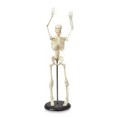 My First Skeleton - 16-1/2"