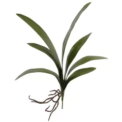 Cymbidium Orchid Leaf Pick: Set of 24, 20-Inch, with Roots, Floral Home by Artificial Flowers
