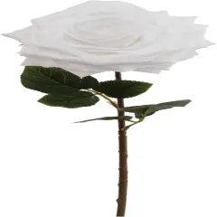 12-Pack: Open Rose Stem with Lifelike Silk Foliage, Floral Home by Artificial Flowers White