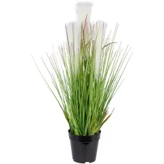 Northlight 27" Artificial Onion and Pampas Grass in Black Pot Green