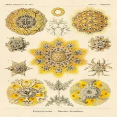 Haeckel Nature Illustrations: Polycytaria Radiolaria Poster Print byErnst Haeckel - Item # VARPDX449726