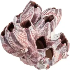 Real Purple Barnacle Cluster 5 to 7 inches Aquarium Ornament Piece for Decoration Natural Barnacle Cluster for Craft and D&eacute;cor