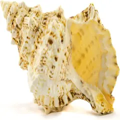 Frog Shell Sea Shell 1 Frog Conch Sea Shell 7"-8" Collector Shell Large Sea Shell for Home D&eacute;cor