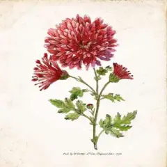 Botanical III Poster Print by Nan - Item # VARPDX17437