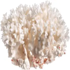 White Sea Coral Lace Coral Pocillopora Damicornis