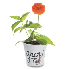 Zinnia Flower Gardens (Pack of 48)