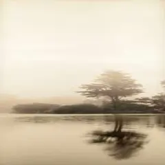 Lakeside Tree - 1 Poster Print by Alan Blaustein - Item # VARPDXABTRV4