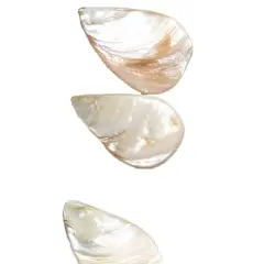 6 Packs of Tinted Shell Fan Natural 2x8" Strand