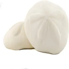 Sea Biscuits Large Real Sea Biscuits 4 to 5 inches Set of 2 Sand Sea Biscuits