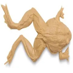 Gyotaku Fish Printing Replica - Bull Frog