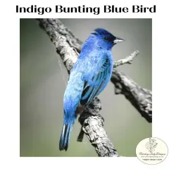 Indigo Bunting Blue Bird -Decoupage & Mixed Media Art Paper