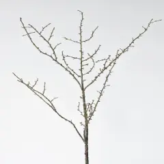 34" Faux Plastic Tree Branch