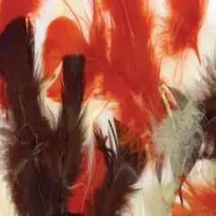 Zucker Turkey Plumage Feathers .5oz