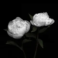 Peony Perfection I Poster Print by Jeff Maihara - Item # VARPDX16095