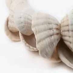 The Bead Chest West African Decorative Shell Beads 45mm Ghana White Unusual Large Hole 34 Inch Strand Handmade