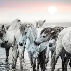 Little Nip Poster Print by Merrie Asimow - Item # VARPDXA466D