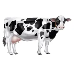 Jointed Cow (Pack of 12)