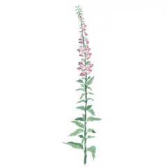 Small Foxglove Flower Wall Stencil | 2747R by Designer Stencils |