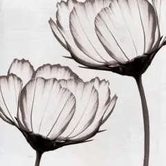 Takes Two I Poster Print by Katrina Craven - Item # VARPDX14681