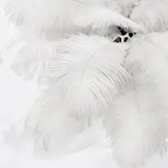 12 pcs 13"-15" long Genuine Ostrich Feathers Ivory