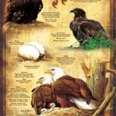 Sunsout Life Cycle of the Bald Eagle 500 pc Jigsaw Puzzle 66406
