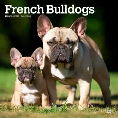 French Bulldogs | 2026 12 x 24 Inch (Hanging) Monthly Square Wall Calendar | Plastic-Free