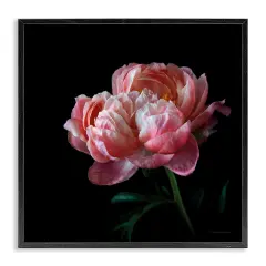 Stupell Industries Dark Rose Photography Framed Giclee Art Black Frame