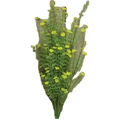 20" Yellow Astilbe Bush with Lush Green Stems Perfect for Decorating Any Area