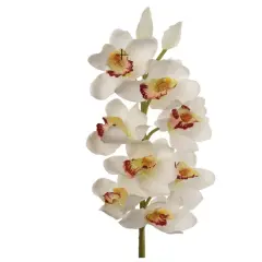 Cream 30" Cymbidium Orchid Stem